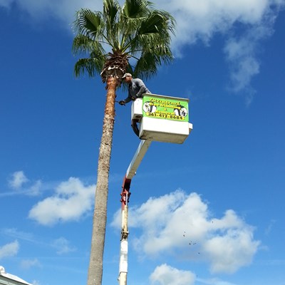 Commercial Tree Trimming & Removal Services
