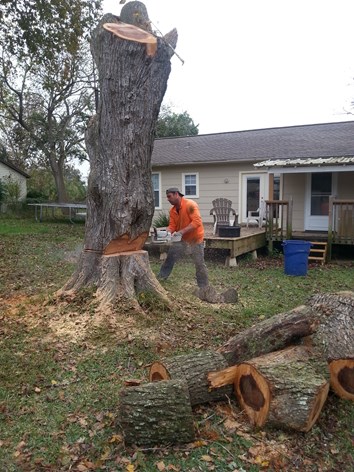 Stanford Tree Trimming & Removal