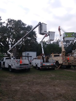 Commercial Tree Trimming and Removal